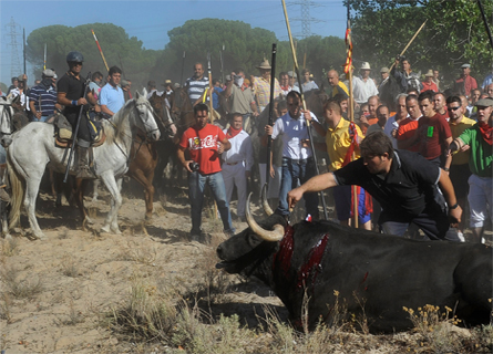 Toro de la Vega (Tordesillas)